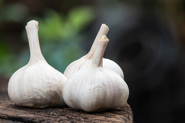 Dried garlic on nature background.