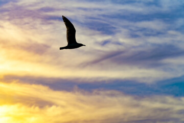 Möwe bei Sonnenuntergang