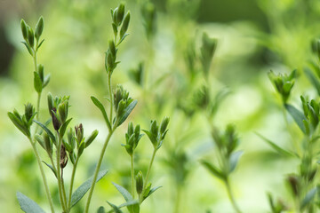 Stevia trees on nature background.