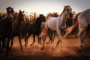 Fototapeta na wymiar herd of horses on the field