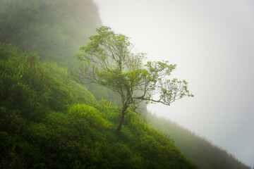 Obraz na płótnie Canvas One Single Lonely Tree in a Foggy 