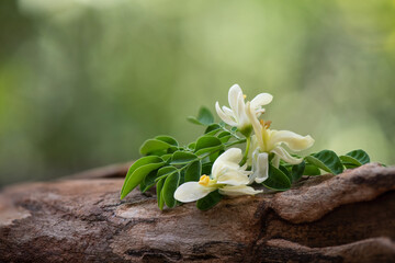 Moringa green leaves and flowers on nature background.