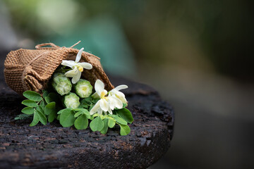 Moringa green leaves ,fruit and flowers on nature background.