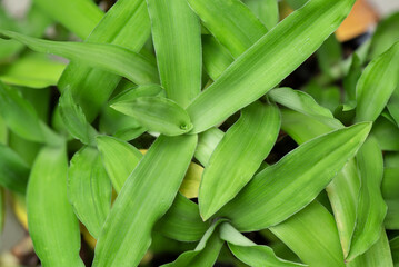 Angel grass or murdannia loriformis branch green leaves on nature background.top view,flatlay.