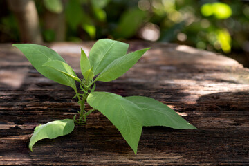 Ngai Camphor Tree or blumea balsamifera ,branch green leaves on nature background.