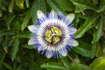 Blüte einer Passionsblume