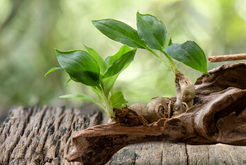 Sand ginger or kaempferia galanga trees and rhizome on nature background.
