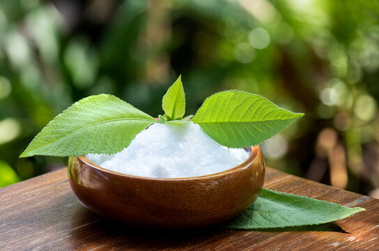 Borneolum Syntheticum, white crystal and ngai camphor tree, green leaves on nature background.