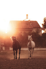 horse