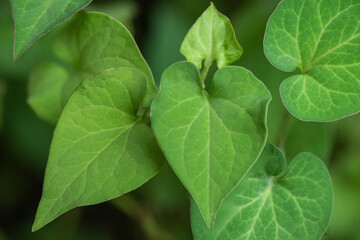Houttuynia cordata or Plu Kaow trees and green leaves on nature background.top view,falt lay.
