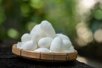 Dried white cocoon on nature background.