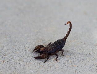 Scorpion ready to strike