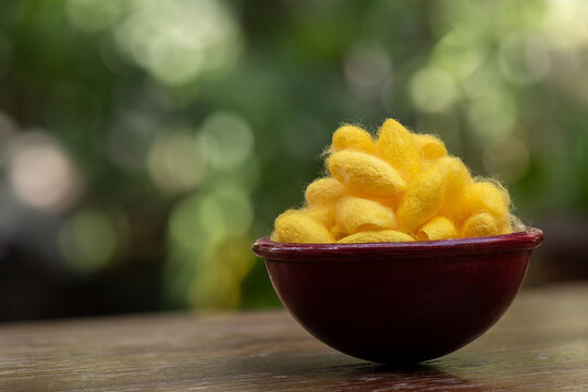 Dried yellow cocoon on nature background.