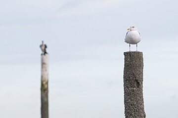 A seagull sitting on a wooden pole enjoying the sun at the beach