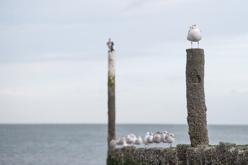 A seagull sitting on a wooden pole enjoying the sun at the beach