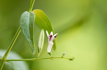 Kariyat or andrographis paniculata, branch green leaves on nature background.