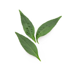 Kariyat or andrographis paniculata, green leaves isolated on white background.top view,flat lay.