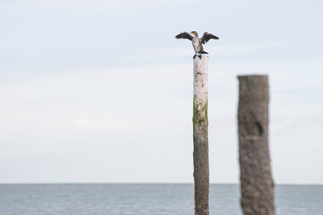 A seagull sitting on a wooden pole enjoying the sun at the beach