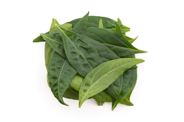 Kariyat or andrographis paniculata, green leaves isolated on white background.top view,flat lay.