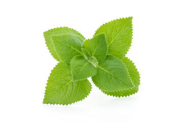 Indian borage, oregano or Plectranthus amboinicus branch green leaves isolated on white background...