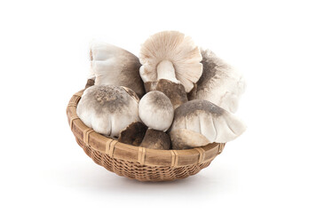 Volvariella volvacea,mushrooms isolated on white background.