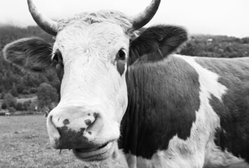 mucca bianco e nero 