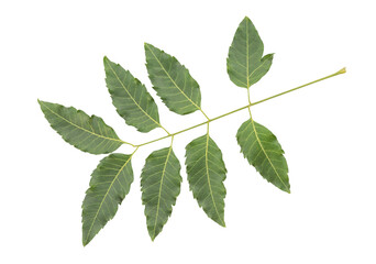 Naklejka na ściany i meble Neem or azadirachta indica ,branch green leaves isolated on white background with clipping path.