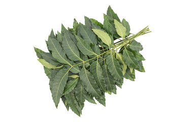 Fototapeta premium Neem or azadirachta indica ,branch green leaves isolated on white background with clipping path.