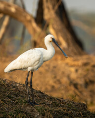 Eurasian spoonbill or common spoonbill bird closeup in golden hour light at keoladeo national park or bharatpur bird sanctuary rajasthan india - Platalea leucorodia