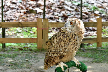 Owl, bird on natural background.