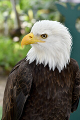 Falcon, bird on natural background.