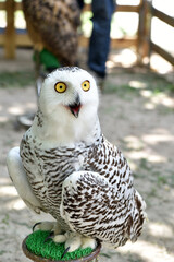 Owl, bird on natural background.