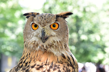 Owl, bird on natural background.