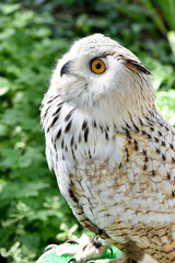 Owl, bird on natural background.
