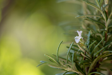 Rosemary flower and green leaves on nature background.