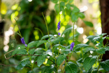 Brazilian Tea or Stachytarpheta jamaicensis flowers and green leaf on nature background.