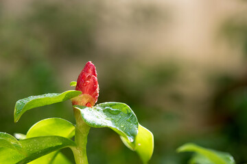Crepe ginger, or cheilocostus speciosus,flower on nature background.