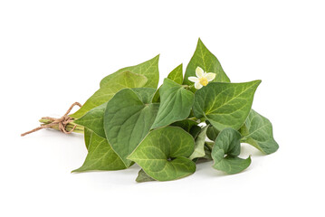 Houttuynia cordata or plu kaow branch green leaves and flower isolated on white background.