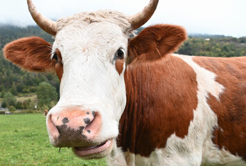 mucca ritratto stalla fattoria 