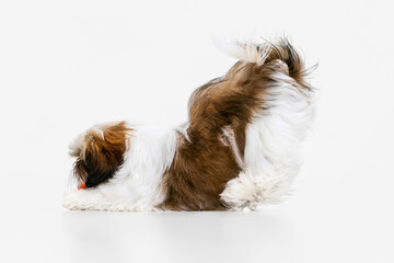 One cute, funny white brown dog, little Shih Tzu isolated over white studio background. Concept of animal life, care, responsibility for pets