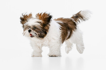 Cute, beautiful white brown dog, little Shih Tzu isolated over white studio background. Concept of animal life, care, responsibility for pets