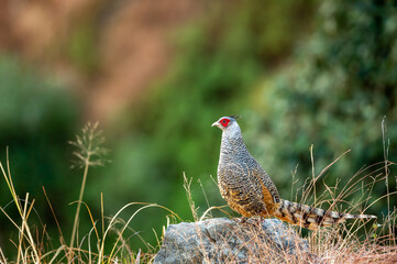 cheer pheasant or Catreus wallichii or Wallich's pheasant bird portrait during winter migration perched on big rock in natural green background in foothills of himalayas at forest of uttarakhand india