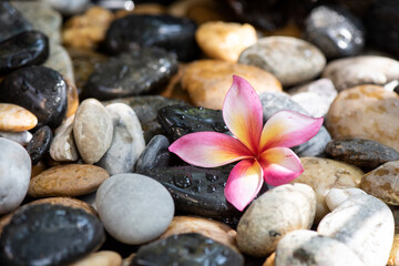 Fototapeta na wymiar Water droplets on a multicolored stone and plumeria flower.