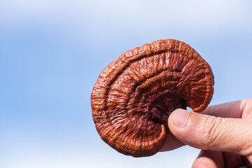 Reishi or lingzhi mushroom on the blue sky background.