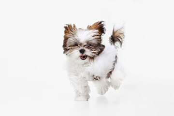 One cute, funny white brown dog, little Shih Tzu isolated over white studio background. Concept of animal life, care, responsibility for pets