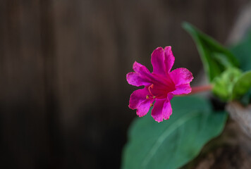 Marvel of peru or mirabilis jalapa flower on an old wooden background.