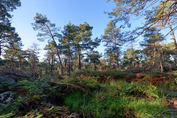Fototapeta premium Denecourt hink path number 3 in the Cassepot rock. fontainebleau forest