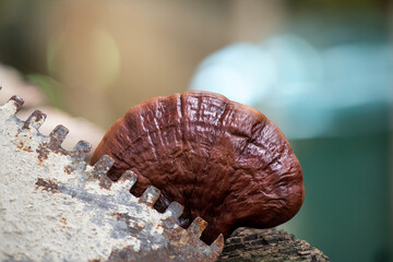 Reishi or lingzhi mushroom on natural background.