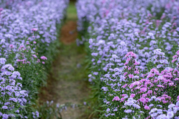 Obraz premium Marguerite purple flowers on nature background.