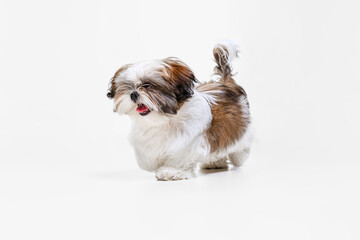 Portrait of cute white brown dog, little puppy Shih Tzu isolated over white studio background. Concept of animal life, care, responsibility for pets